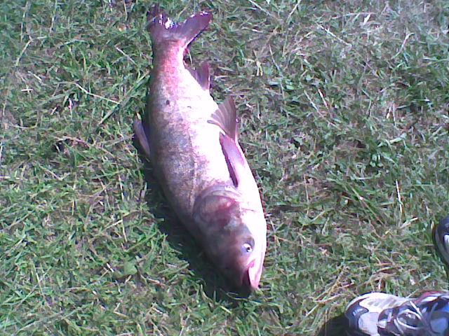 pescuit - Imag011.jpg